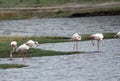 Flamingos Near Serengeti National Park, Tanzania, Africa
